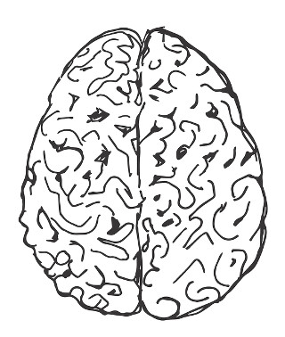 hjerne
