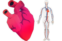 cardiovascular diseases
