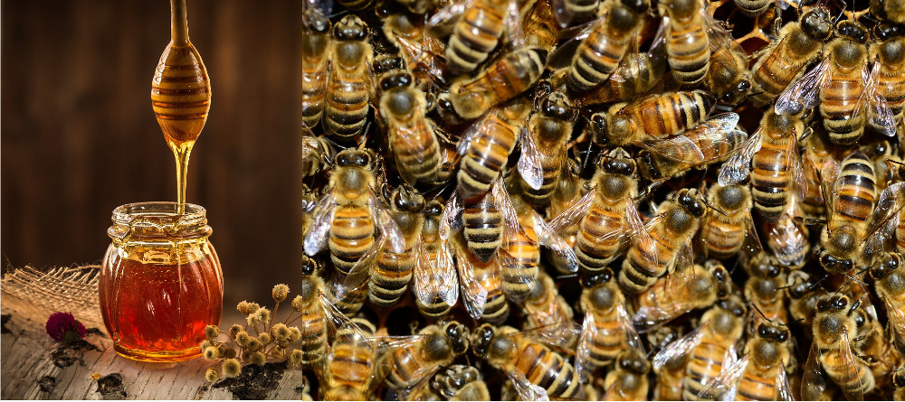 mật ong
